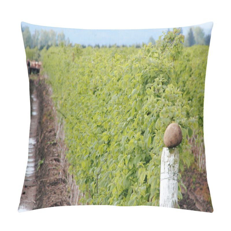 Personality  American Raspberry Field Pillow Covers