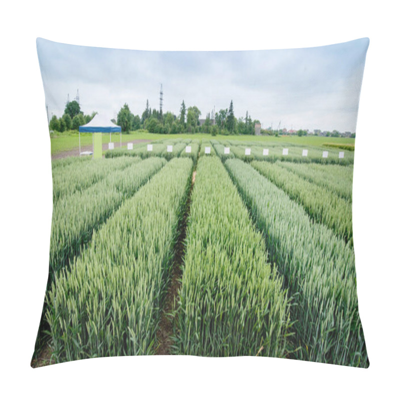 Personality  Demo Plots Of Cereals With Pointers Flags, New Varieties In Winter Wheat Pillow Covers