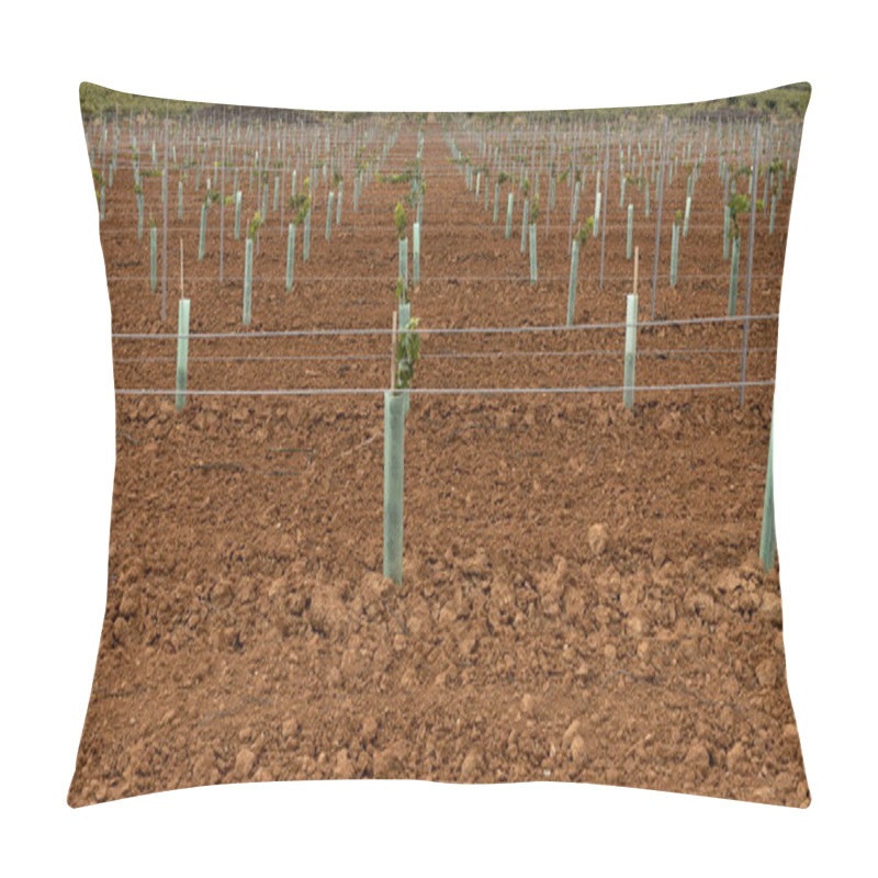 Personality  Young Vineyard  Vertical Shoot Positioned Trellis Winegrape Pillow Covers