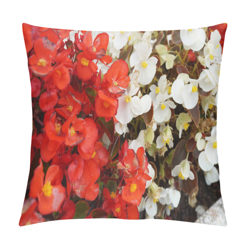 Personality  A Closeup Of The Blossomed White And Red Begonia Flowers In The Garden Pillow Covers