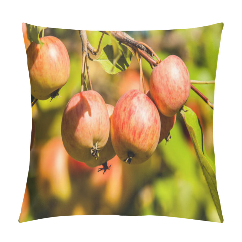 Personality  Crabapple And Wild Apple. Malus  Is A Genus Of About Species Of Small Deciduous Apple Trees Or Shrubs In The Family Rosaceae Pillow Covers