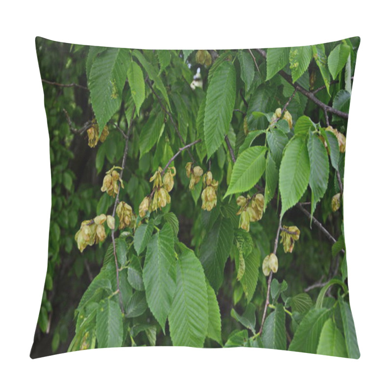 Personality  Elm Leaves And Seeds.Flowers Of Elms, The Branch Of The Elm With Elm Fruit In The Spring Pillow Covers