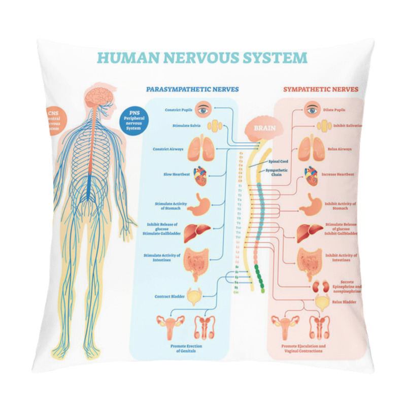 Personality  Human Nervous System Medical Vector Illustration Diagram With Parasympathetic And Sympathetic Nerves And All Connected Inner Organs. Pillow Covers