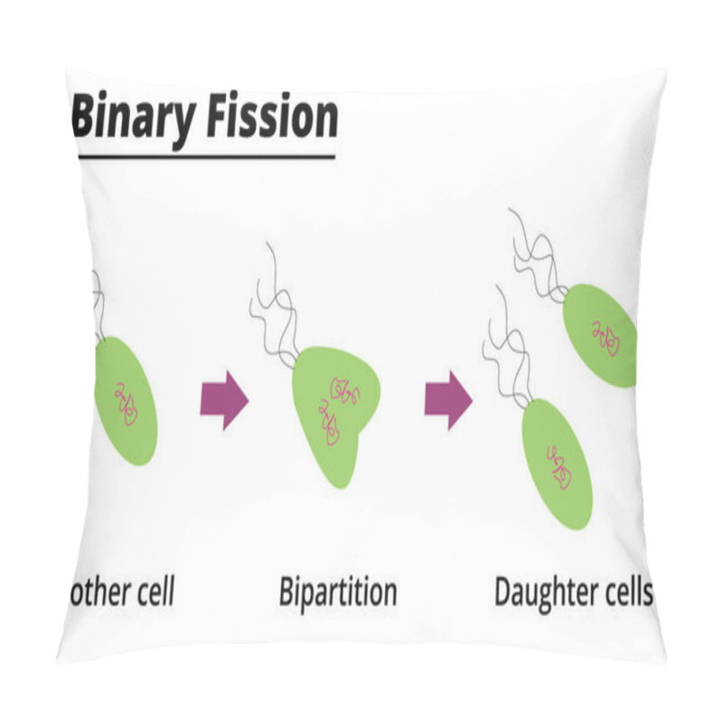 Personality  Binary Fission. Asexual Reproduction Of Some Unicellular Organisms. Vector Illustration. Didactic Illustration. Pillow Covers