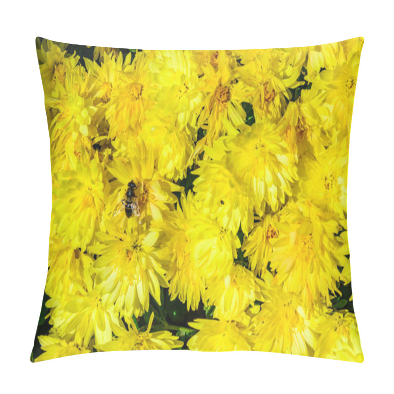 Personality  Batman Hoverfly - Myathropa Florea,  Flower Fly Hoverfly Collects Nectar On Autumn Flowers Chrysanthemum  Pillow Covers