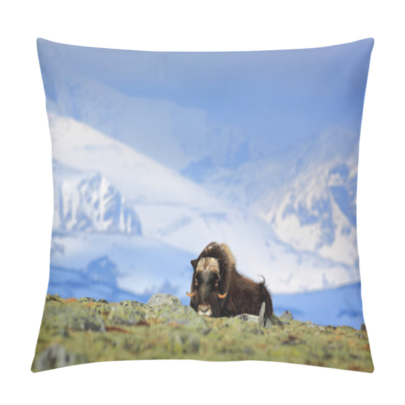 Personality  Musk Ox, Ovibos Moschatus, With Mountain And Snow In The Background, Big Animal In The Nature Habitat, Norway. Wildlife Europe, Big Long Fur Animal In Dovrefjell. Pillow Covers