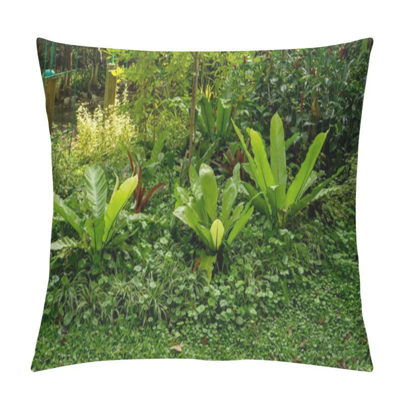 Personality  Tropical Garden Of Bird's Nest Fern Decorated Under Greenery Trees  Pillow Covers