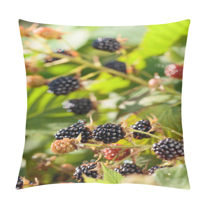 Personality   Ripe And Unripe Blackberries On Bush. Pillow Covers