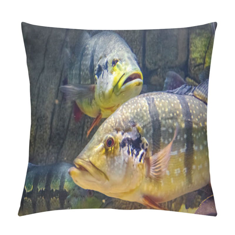 Personality  Speckled Pavon, Cichla Temensis. Giant Predatory Cichlid From South America Pillow Covers