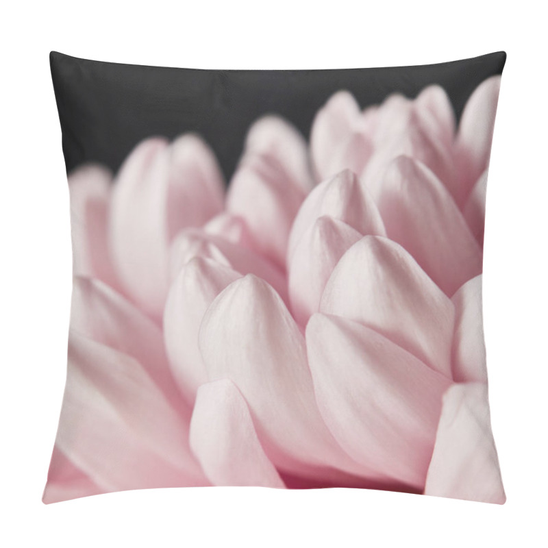 Personality  Close Up View Of Pink Chrysanthemum Petals Isolated On Black Pillow Covers