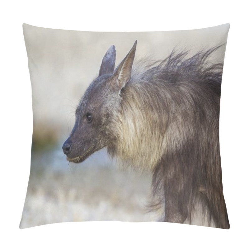 Personality  Brown Hyena (Hyaena Brunnea), Animal Portrait, Kalahari Desert, Kgalagadi Transfrontier Park, South Africa, Africa Pillow Covers