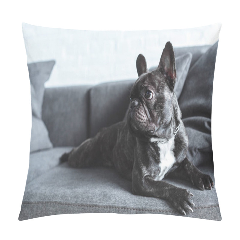 Personality  Funny Frenchie Dog Lying On Grey Sofa  Pillow Covers