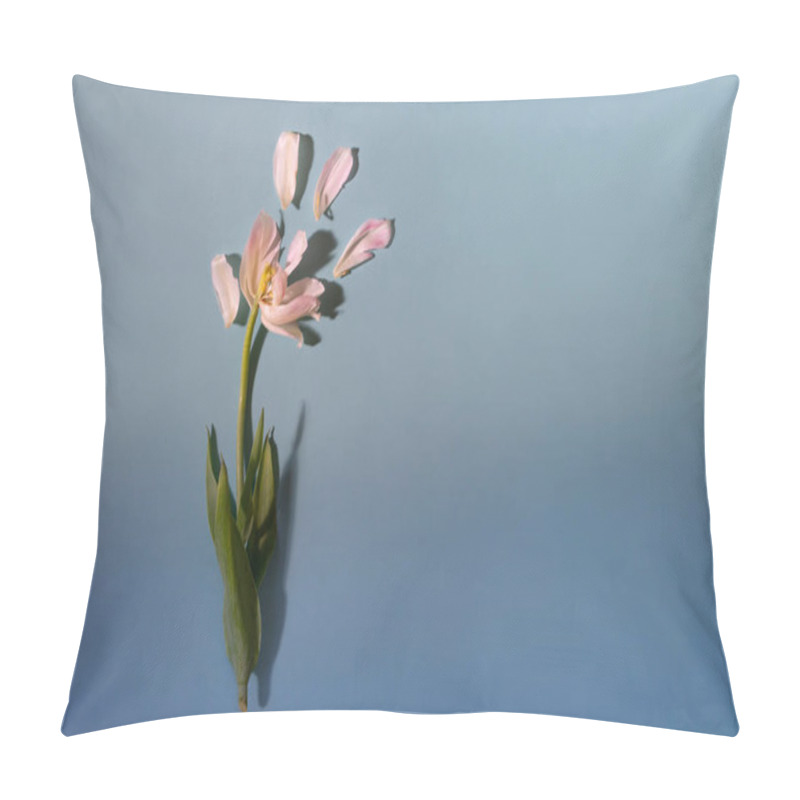 Personality  Cerative Backdrop With White Tulip With Seapreted Petals On Blue Background With Gradient And Copy Space Pillow Covers