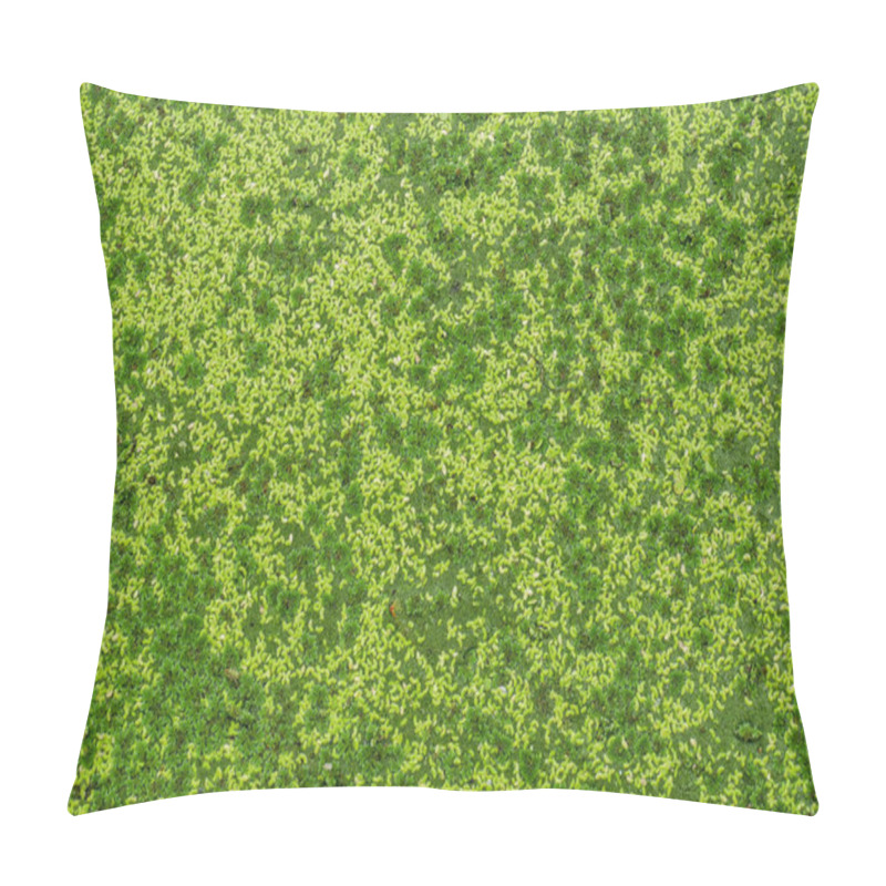 Personality  Natural Green Duckweed Plants On The Water,top View Pillow Covers