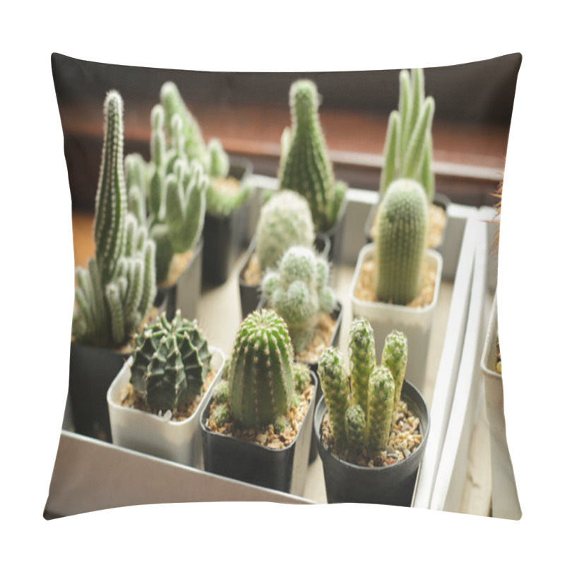 Personality  Many Small Potted Cacti In Boxes, Planted Indoor Near Window. Pillow Covers