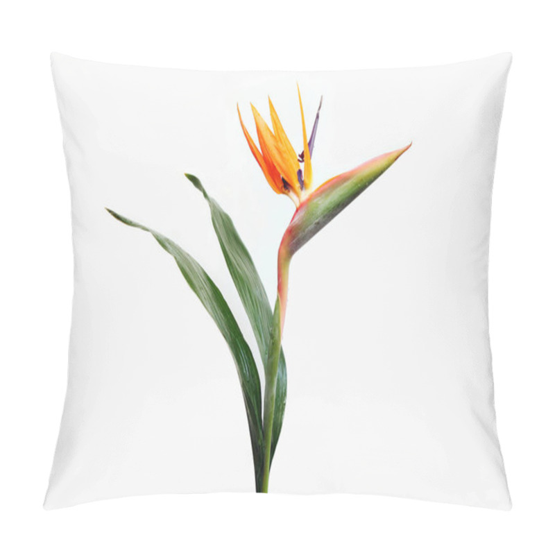 Personality  Flower Strelitzia On White Background Pillow Covers