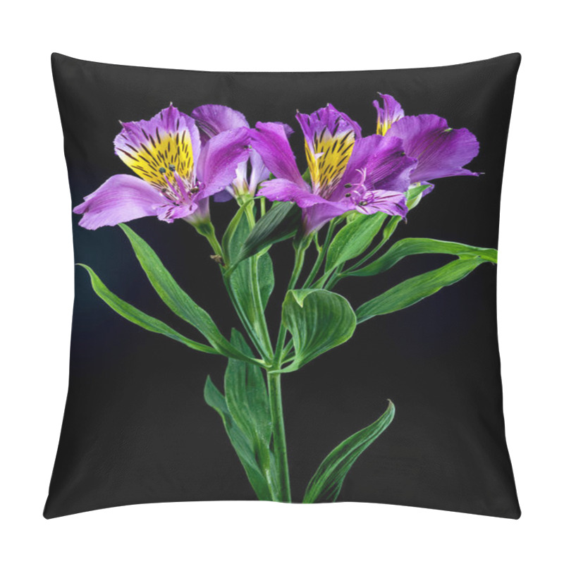 Personality  Vibrant Purple Alstroemeria Navarro Flowers With Yellow And Black Markings, Captured On A Black Background Pillow Covers