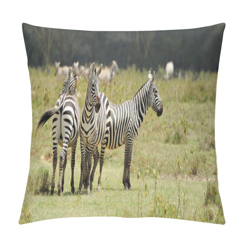 Personality  Zebra Pillow Covers