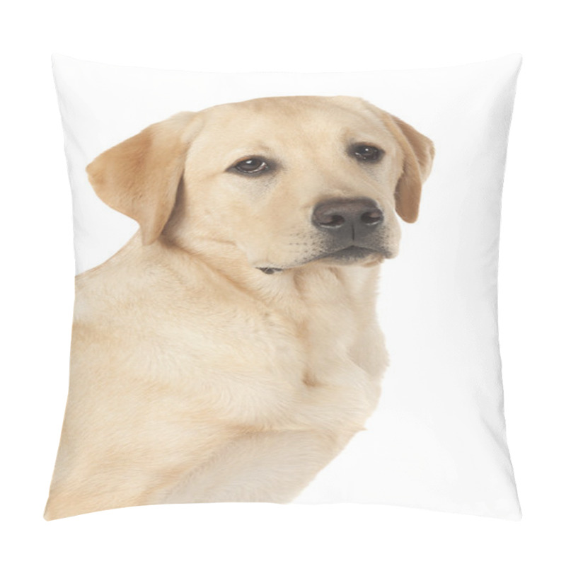 Personality  Beautiful Labrador Retriever Isolated On White Background Pillow Covers