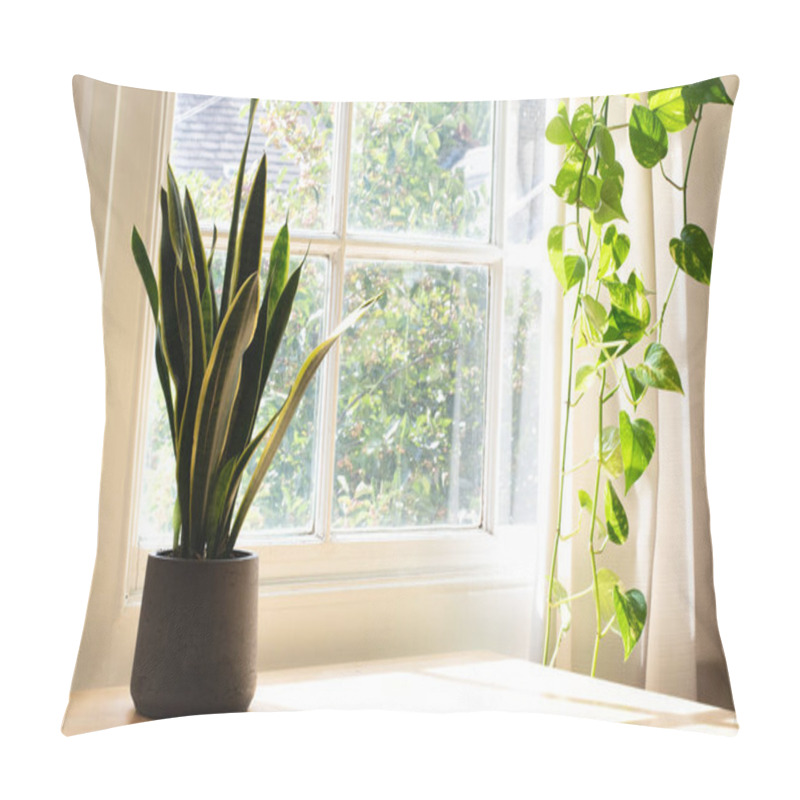 Personality  Potted Snake Plant Inside A Beautiful New Home Or Flat Pillow Covers