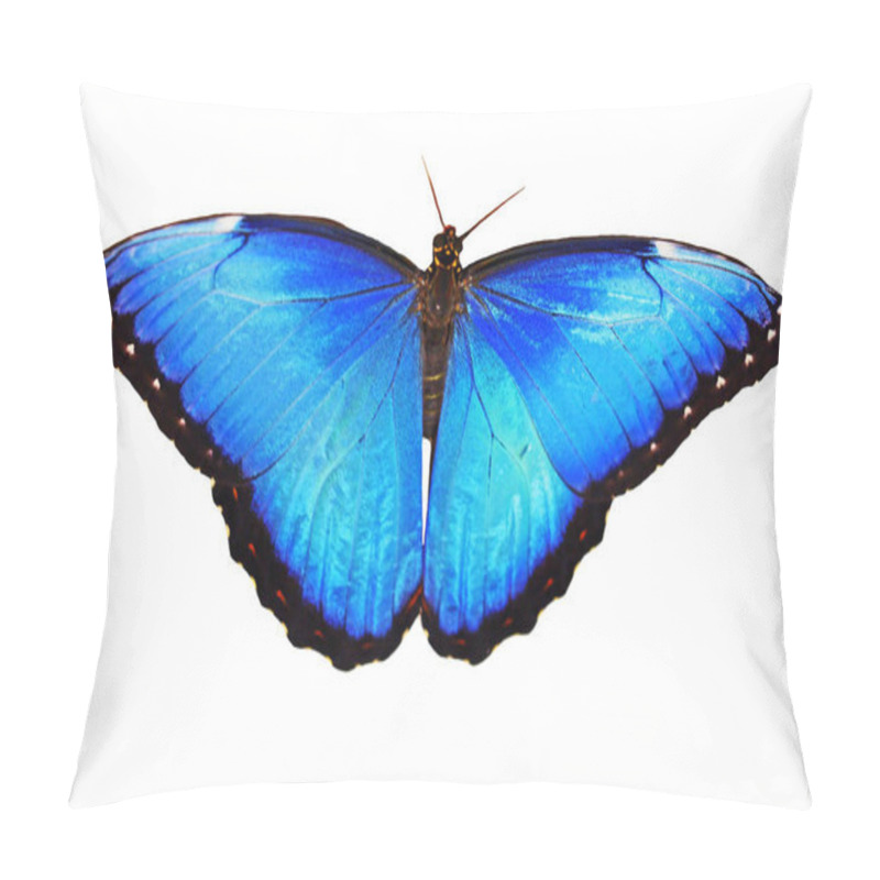 Personality  Bright Male Of The Blue Morpho Butterfly Isolated On White With Wings Spread Pillow Covers