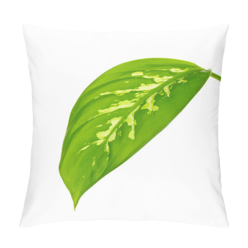 Personality  Beautiful Dieffenbachia Leaf Isolated On White Pillow Covers