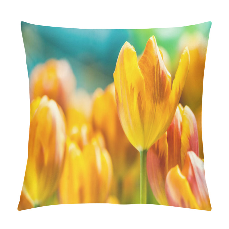 Personality  Yellow And Orange Tulips Blooming Brightly In A Lush Garden Surrounded By Green Leaves, Showcasing The Vibrant Beauty Of Spring. Pillow Covers