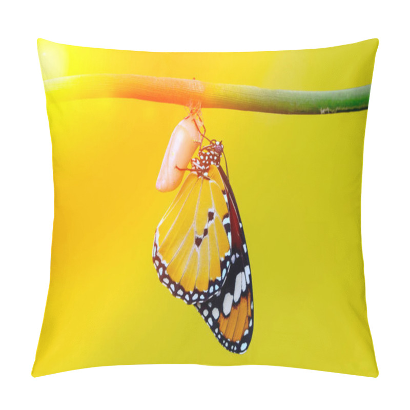 Personality  Amazing Moment ,Monarch Butterfly , Caterpillar, Pupa And Emerging With Clipping Path Pillow Covers