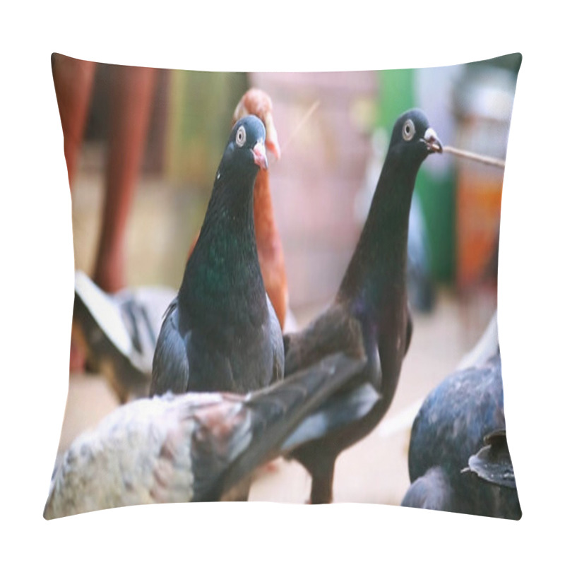 Personality  Group Beautiful Pigeons Isolated Pillow Covers