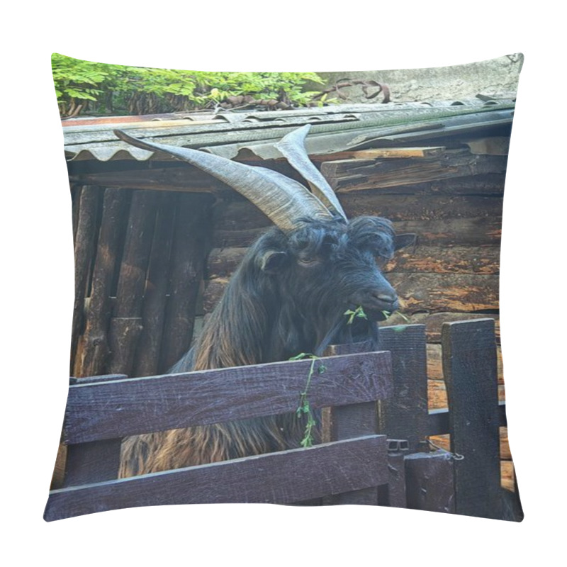 Personality  A Goat With Long, Twisted Horns Stands In A Wooden Pen, Partially Hidden By A Wooden Fence. It Has Thick Black Fur And A Long Beard, Chewing On Some Greenery. Pillow Covers