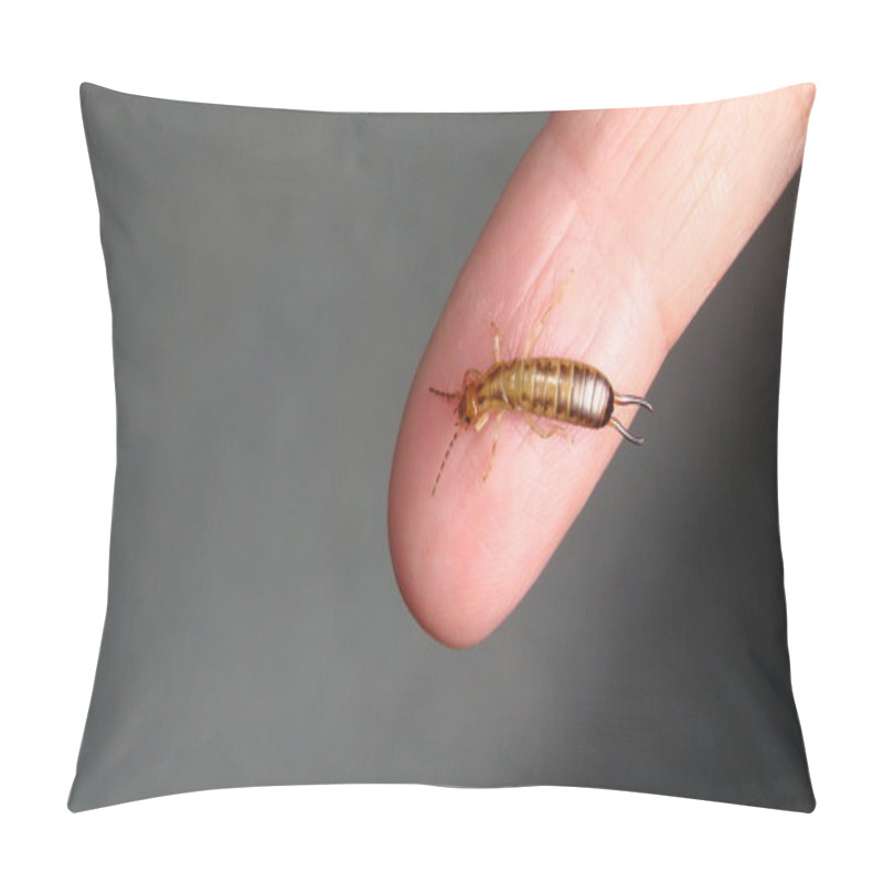 Personality  Earwig As A Pet. Earwigs Will Use Their Pincers To Defend Themselves. Biologist, Exotic Vet Holding An Insect. Wildlife Veterinarian. Invertebrates. Bugs, Bug, Insects, Animals, Animal, Wild Nature Pillow Covers