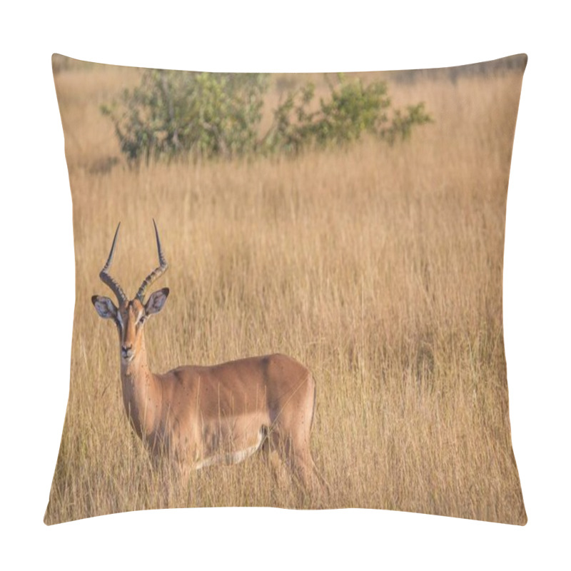 Personality  Impala Male At The Kruger National Park In South Africa Pillow Covers