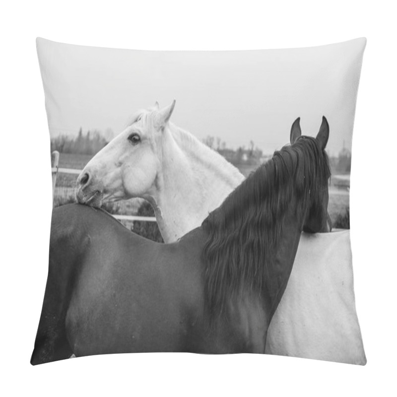 Personality  Two Horses, One White And One Black, Playing, Eating And Having Fun Together. Horses Of Different Colors In The Wild. Pillow Covers