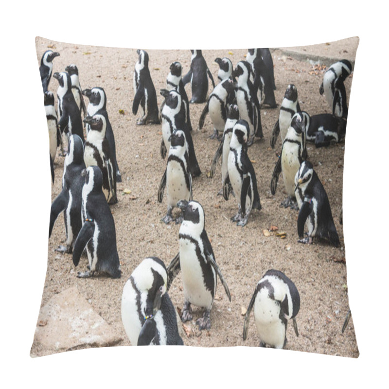 Personality  Group Of Penguins In A Natural Habitat In Amsterdam. A Large Group Of African Penguins Gathered On Sandy Terrain, Showcasing Their Natural Behavior And Social Interaction. Pillow Covers