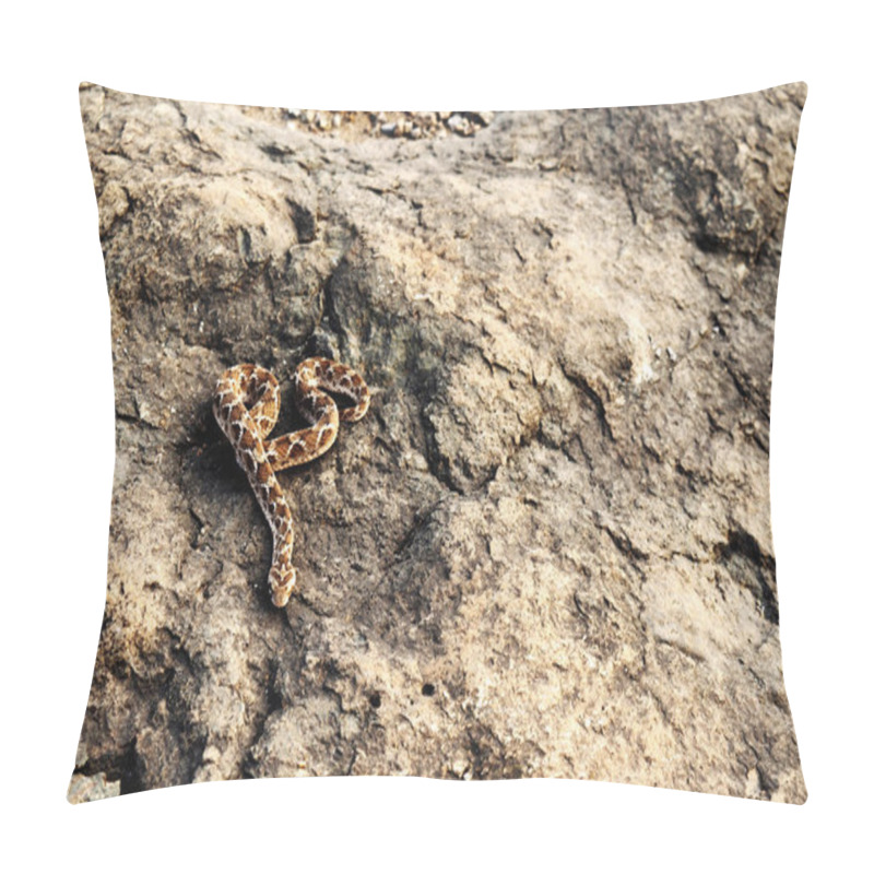 Personality  Saw Scaled Viper, Echis Carnitus Slithering Away, Satara, Maharashtra, India. Pillow Covers