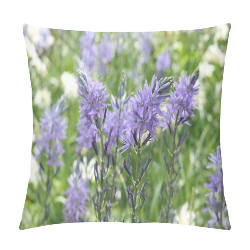 Personality  Beautiful Camassia Flowers Growing Outdoors, Closeup View. Spring Season Pillow Covers