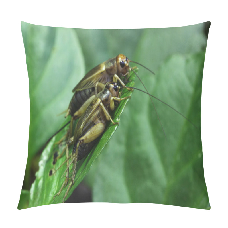 Personality  House Crickets On Leaf Pillow Covers