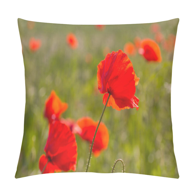 Personality  Beautiful, Red Poppies Blooming In The Fields Of Grass  In Scotland, UK  Pillow Covers