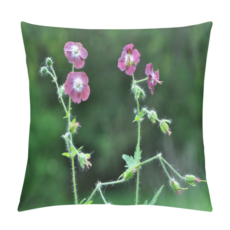 Personality  Geranium Phaeum Blooms In Nature In Spring Forest Pillow Covers