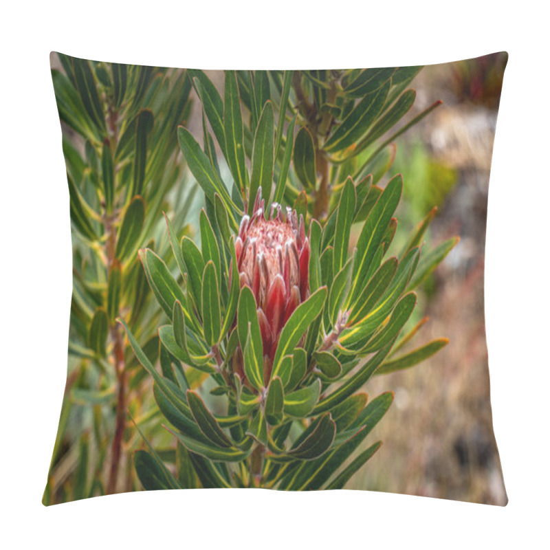 Personality  Shot Of A Budding Red Protea Flower Surrounded By Lush Foliage Pillow Covers