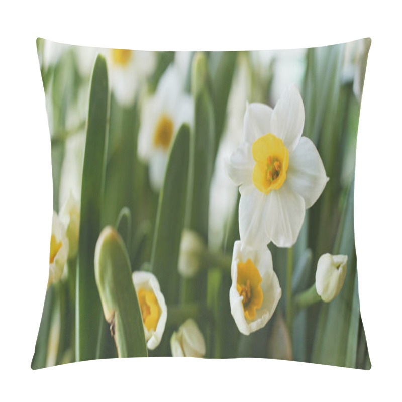 Personality  White Narcissus Flowers In Garden Pillow Covers