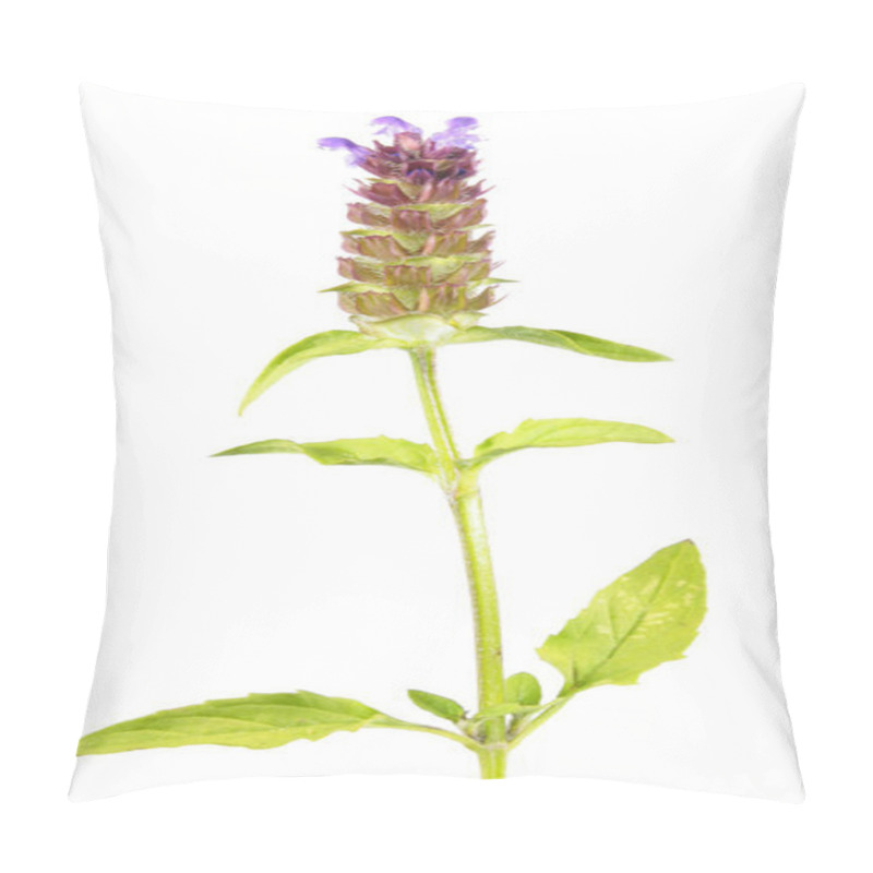 Personality  Common Self-heal Or Brownwort (Prunella Vulgaris) Isolated On White Background. Medicinal Plant Pillow Covers