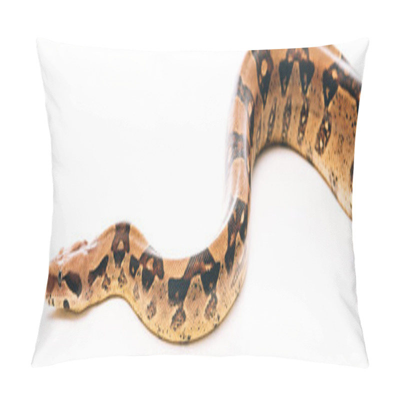 Personality  Panoramic Shot Of Python On White Background Pillow Covers