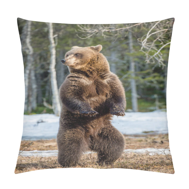 Personality  Brown Bear Standing On Hind Legs Pillow Covers