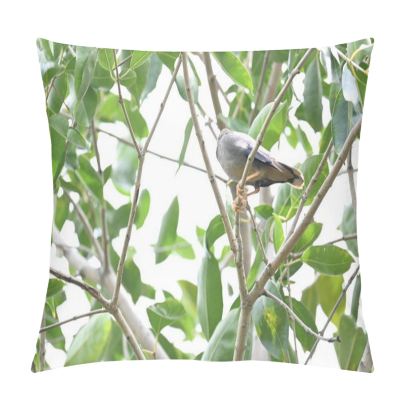 Personality  Indian Myna Birds On The Tree Branch. Its Other Names Common Myna And Mynah. This Is  A Bird Of The Starling Family Sturnidae. This Is A Group Of Passerine Birds Which Are Especially India.  Pillow Covers