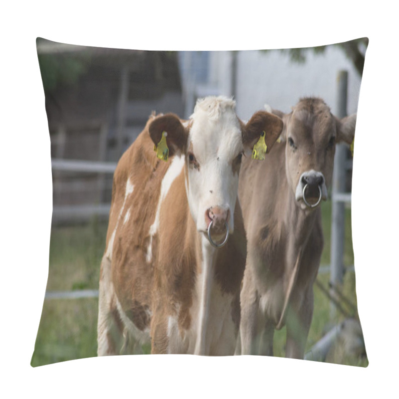 Personality  Young Calves In German Countryside Pillow Covers