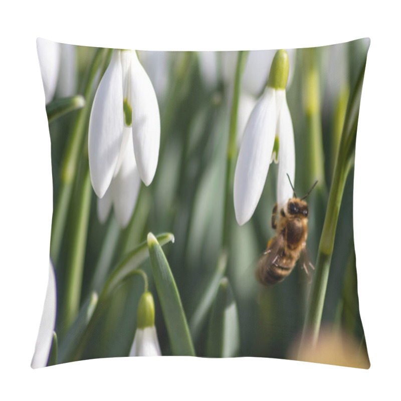 Personality  Honey Bee Pollinator On First Spring Snowdrops Flowers Collects Pollen And Nectar For Seasonal Honey In February With White Petals And White Blossoms In Macro View With Nice Bokeh And A Lot Copy Space Pillow Covers