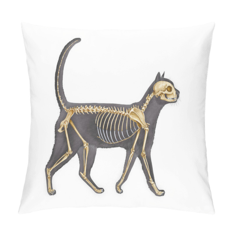 Personality  Anatomy Of A Cat With Detailed Bones Science Image On White Background. Realistic Detailed Illustration. Cat Skeleton With Body Silhouette. Feline Inner Anatomy Structure For Study.  Pillow Covers