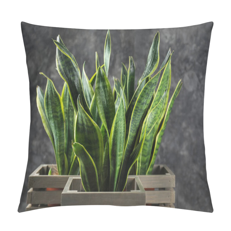 Personality  Decorative Sansevieria Plants On Grey Background Pillow Covers