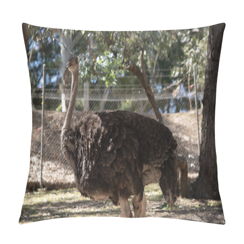 Personality  The Ostrich Is The Largest And Heaviest Living Bird In The World They Cannot Fly. Pillow Covers